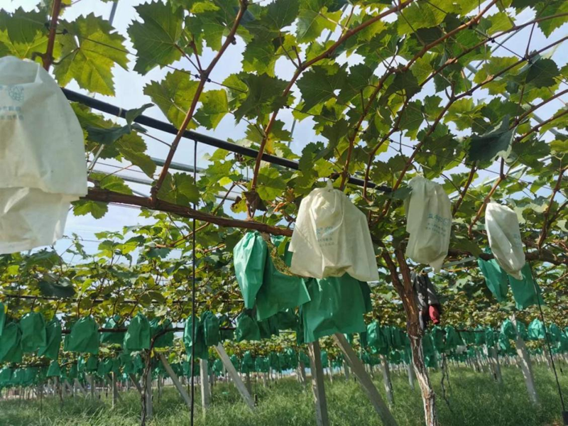 옌타이 자오위안의 '샤인머스켓', 달콤한 '부의 열매'로 성장_fororder_图片4