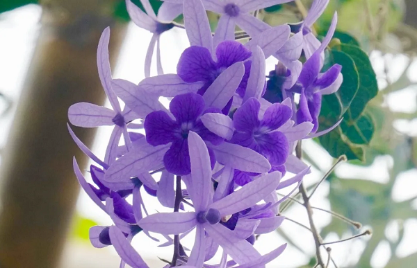 Explore Nansha's Autumn Scenery_fororder_图片6