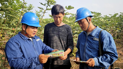 Jiaozuo, Henan: Stable Power Supply Safeguards Development of Fig Industry