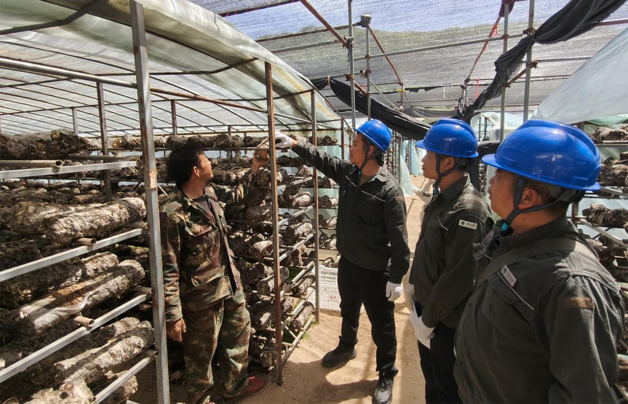 Nanyang, Henan: Reliable Power Supply Boosts Selenium-Rich Shiitake Mushroom Industry_fororder_图片4