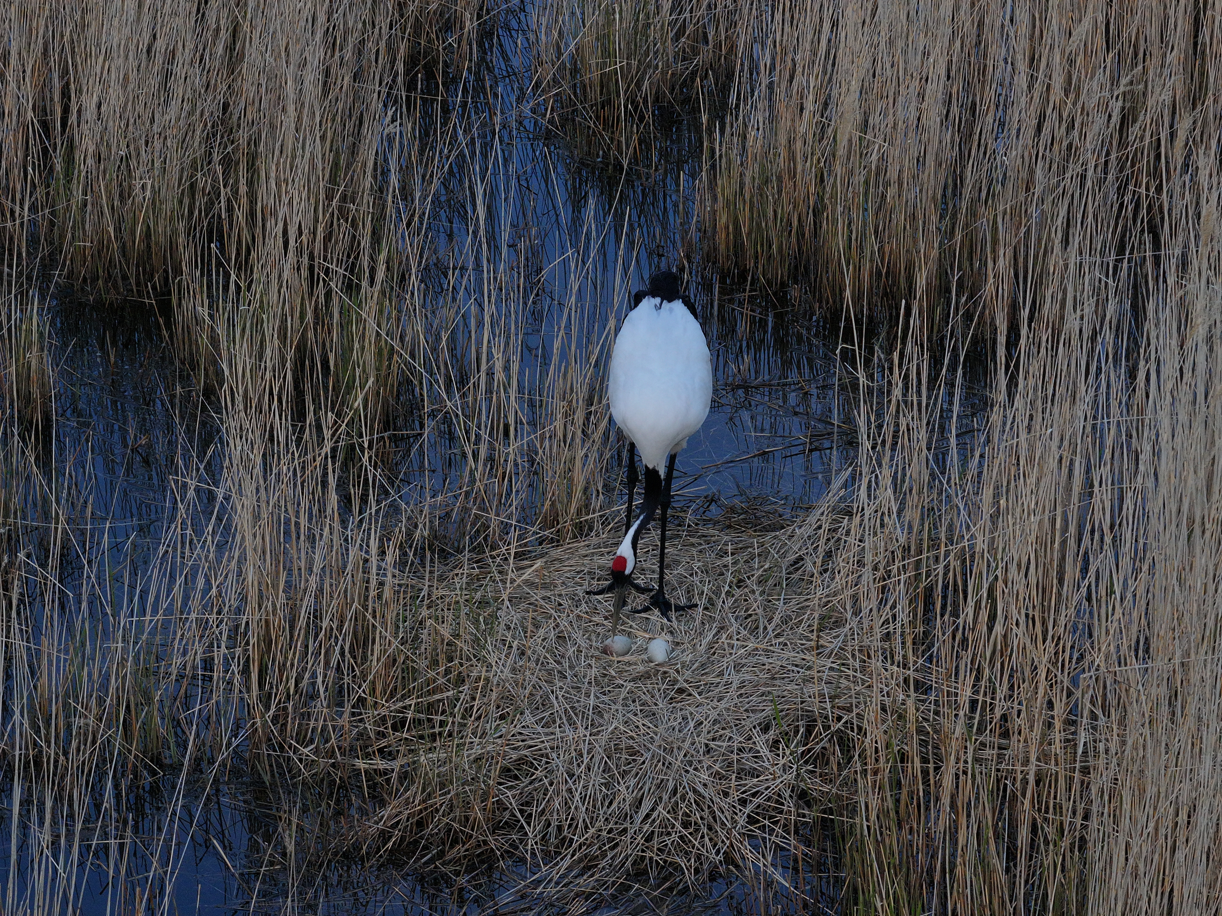 在内蒙古辉河国家级自然保护区丹顶鹤的浪漫爱情：一生一世一双偶_fororder_dji_fly_20250515_154142_0086_1747746695225_photo