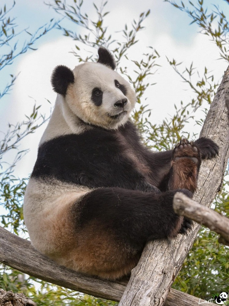 资讯有故事｜旅比大熊猫的饲养员刘洋：“我对它们产生了情感上的依赖和羁绊”