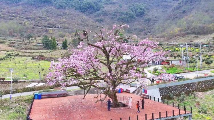 新华视点｜春日盛景赋能“花经济” 文旅融合焕发新活力