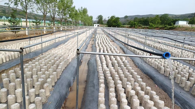 天水市清水县白沙镇：头茬黑木耳采摘 绘就产业新“丰”景_fororder_菌棒