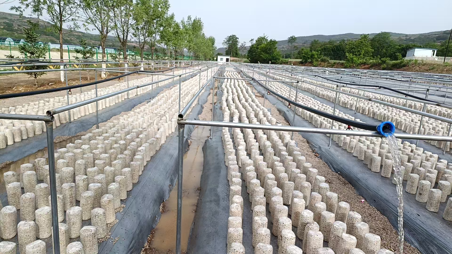 天水市清水县白沙镇：头茬黑木耳采摘 绘就产业新“丰”景_fororder_菌棒