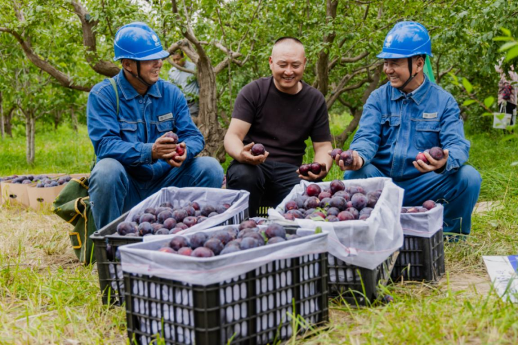 State Grid Zhangye Power Supply Company: Electricity Empowers Plum Industry_fororder_图片4