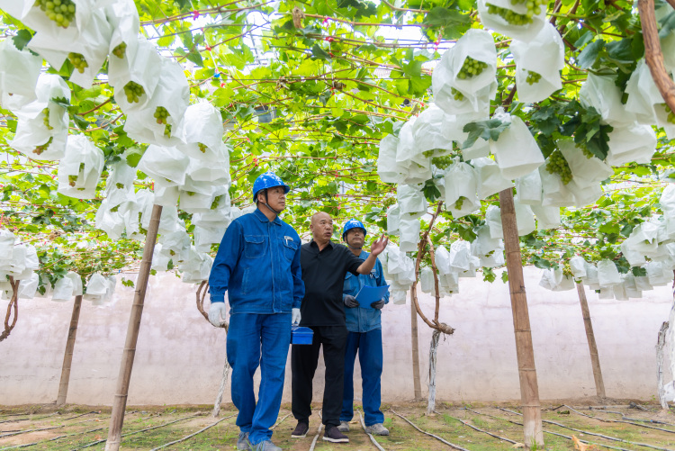 State Grid Zhangye Power Supply Company: Electricity Empowers Thriving Viticulture in the Gobi Desert_fororder_图片1