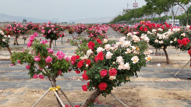 天水甘谷：繁花如海扮靓城市生活 生态绿廊美成“诗和远方”_fororder_月季