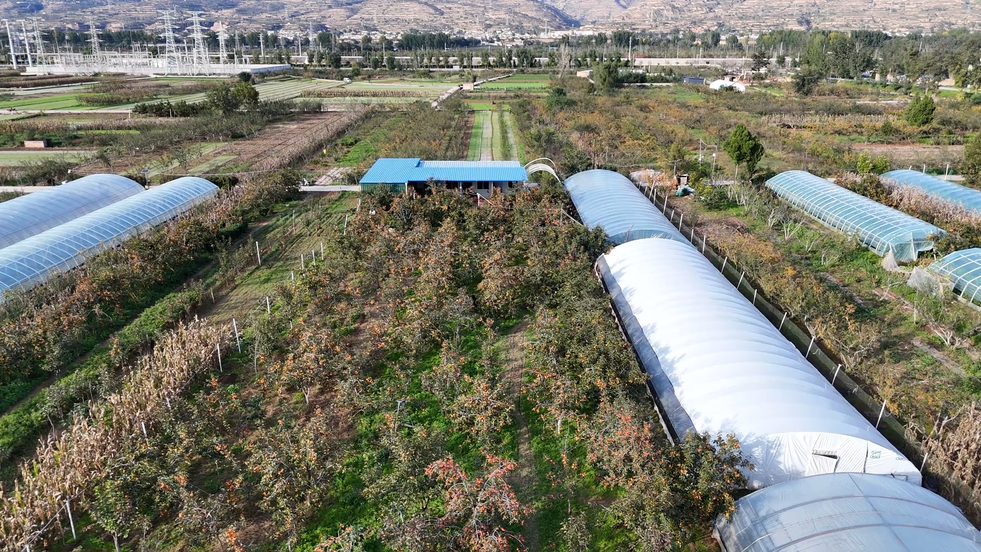 天水甘谷：硕果盈枝晃如灯 “柿”气飘香引客来_fororder_DJI_20251017163336_0908_D.MP4_snapshot_00.11.685