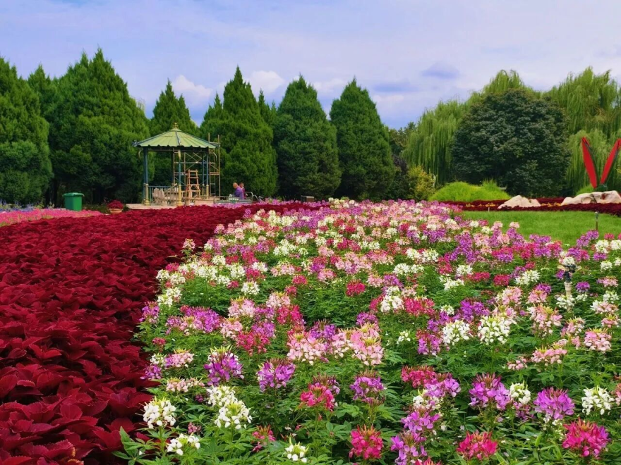 Luquan District, Shijiazhuang: Autumn Charm and Blossoms Paint a Romantic Scene_fororder_图片5