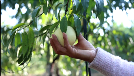黄山市徽州区：雪桃满枝头 果农迎丰收_fororder_110305