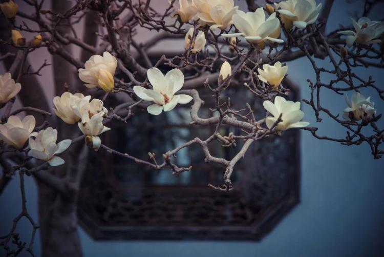 文化中国行·文博日历丨早春玉兰开 一起到全国古迹去追花（附打卡攻略）