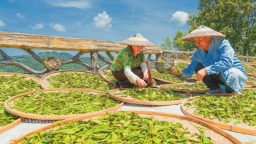 湖南保靖县春末制茶忙