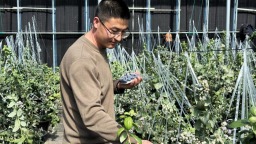 甘肃张家川县蓝莓抢“鲜”上市迎丰收