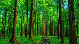 湖南洞口林海生金 绘就生态富民新图景