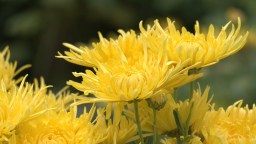 天水甘谷县：金丝皇菊采收忙 “致富花”开幸福来