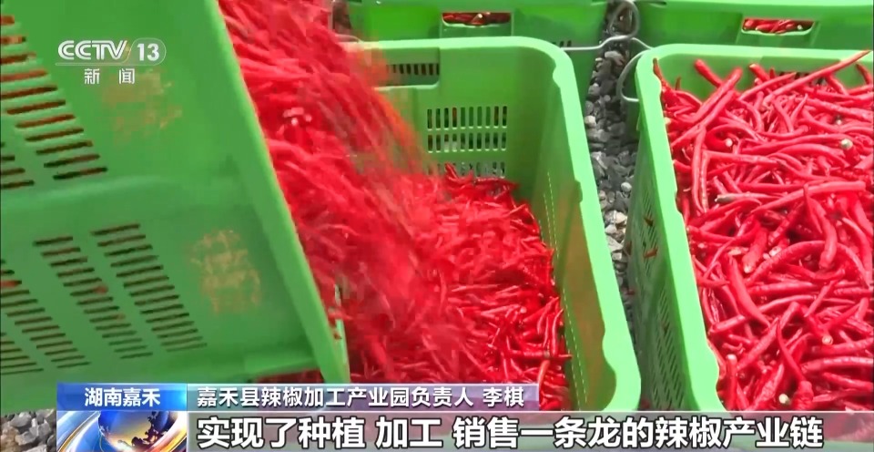 万亩凤堰古梯田迎丰收 秋日丰收美景已上线！
