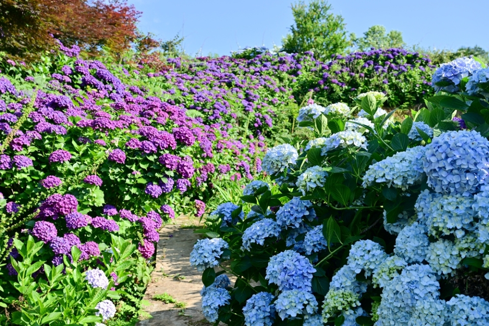 A Summer Love Letter: Hydrangeas in Full Bloom in Baiyun District, Guiyang_fororder_图片3