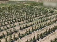中国果种进了乌兹别克斯坦果园 当地人：愿意学中国技术
