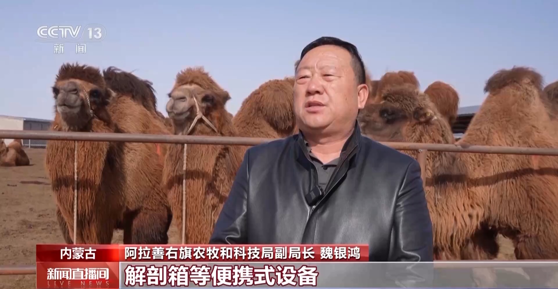 “驼生”第一步 快来围观驼羔摇摇晃晃的日常