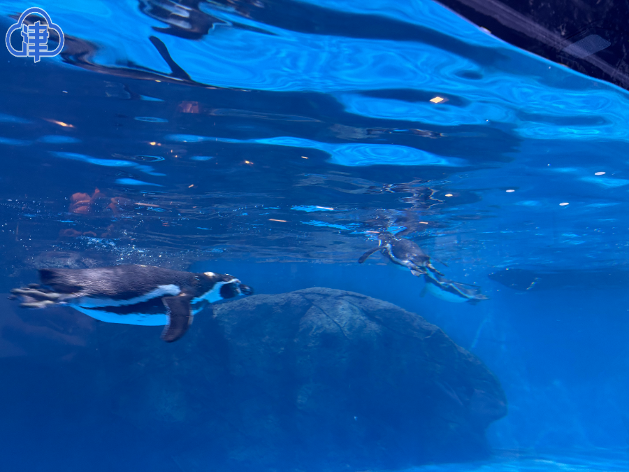 萌趣登场！7只小企鹅亮相天津动物园