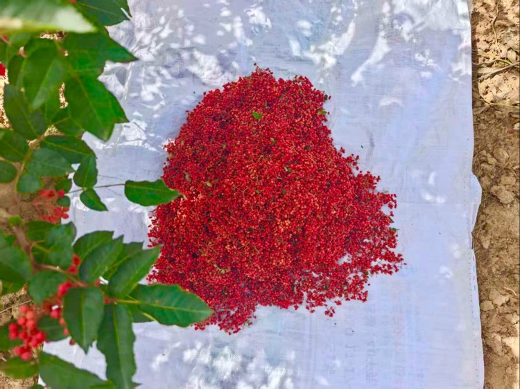 天水市清水县郭川镇： 花椒采摘正当时 奏响致富“椒”响乐_fororder_2e56f5eb9b35743dc5061dede3a59d1