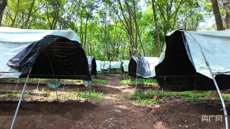 远山的回响丨远山新绿 白沙雨林的“两山”答卷