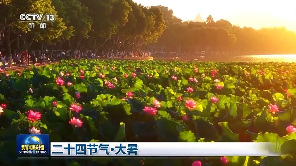 文化中国行丨二十四节气·大暑 映日荷花别样红