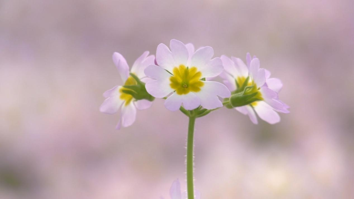 Successful Cultivation of the Endangered Qinling Primula filchnerae in Fuping County, Weinan, Shaanxi_fororder_图片3