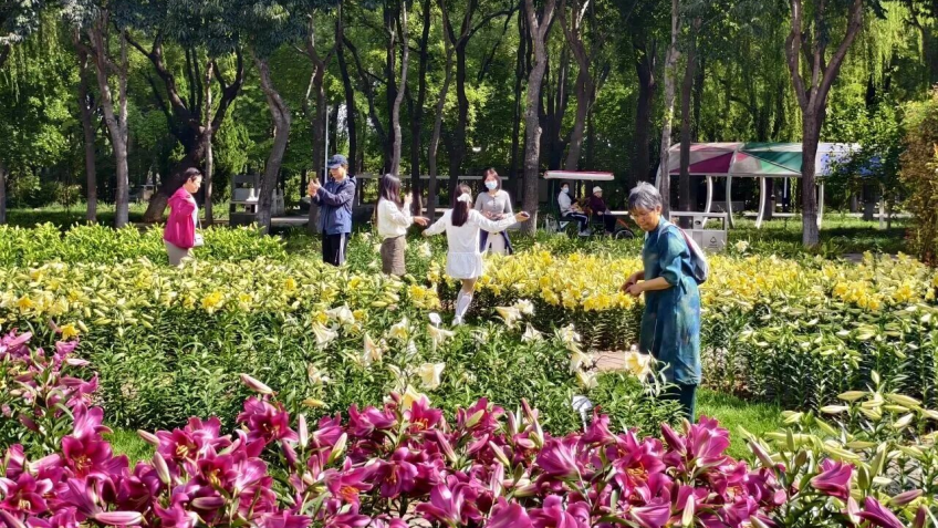Luquan District, Shijiazhuang: Autumn Charm and Blossoms Paint a Romantic Scene