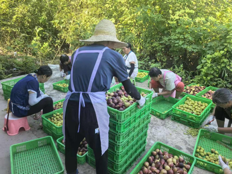 特色产业“三驾马车”拉动湖南衡阳县村集体经济发展_fororder_3