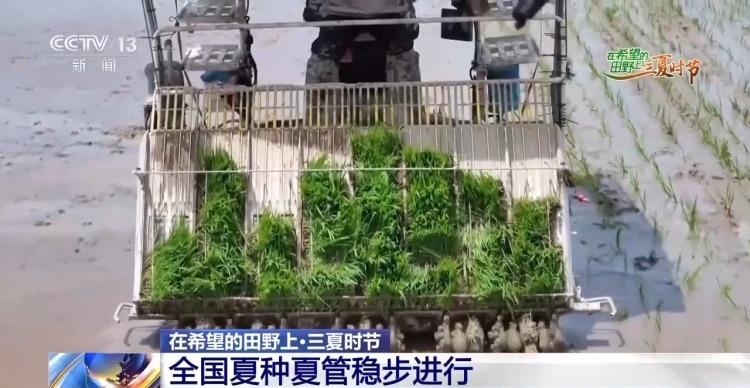 一看二数三称重四“统一” 解锁层层梯田上小麦的丰收密码