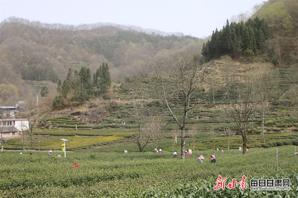 品春天第一缕茶香陇南文县明前茶开采_fororder_2