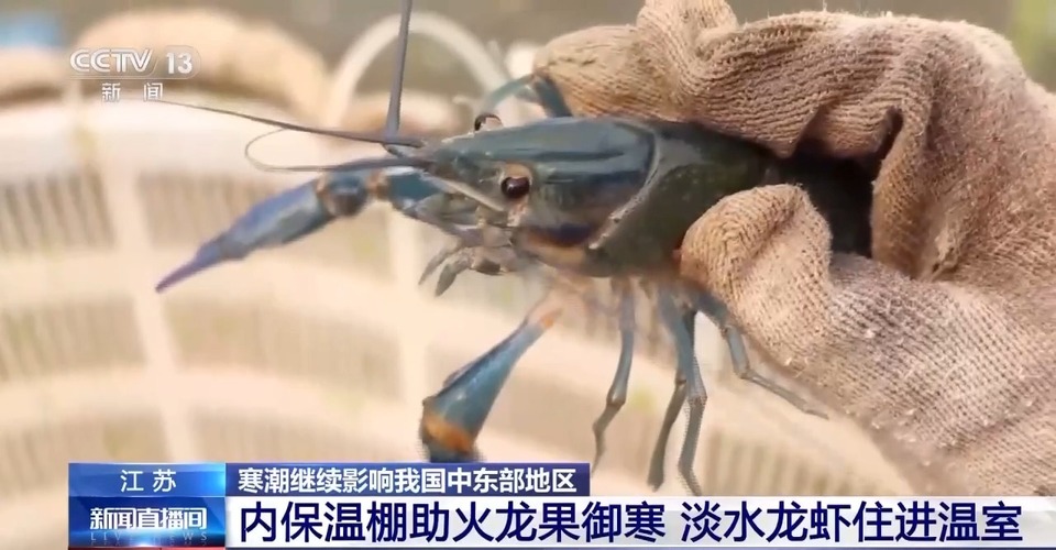寒潮之下 淡水龙虾住进温室 香蕉穿上防寒袋