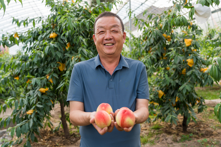 被宠出来的好桃子，东西协作下的“精致蜜桃养成记”