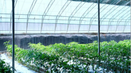 天水秦安：巧打季节差 设施蔬菜拓宽富民路
