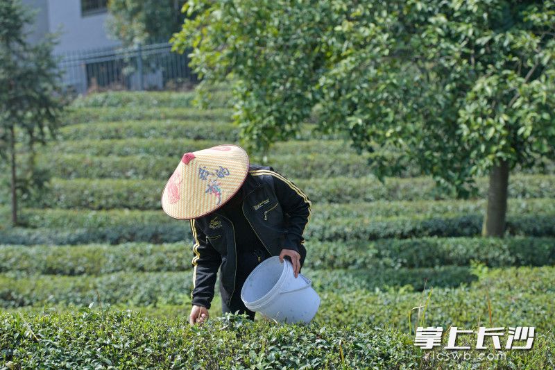 湖南长沙：春茶吐新绿 村民采茶忙_fororder_6