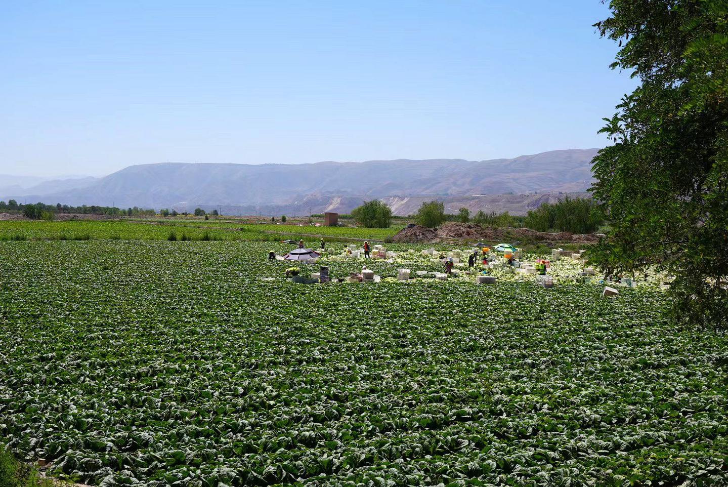 临夏永靖精耕“土特产“  捧牢富民“金饭碗”