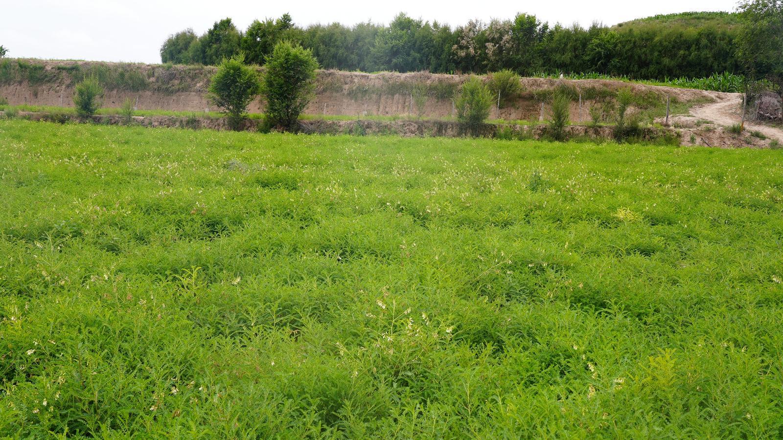 临夏永靖精耕“土特产“  捧牢富民“金饭碗”