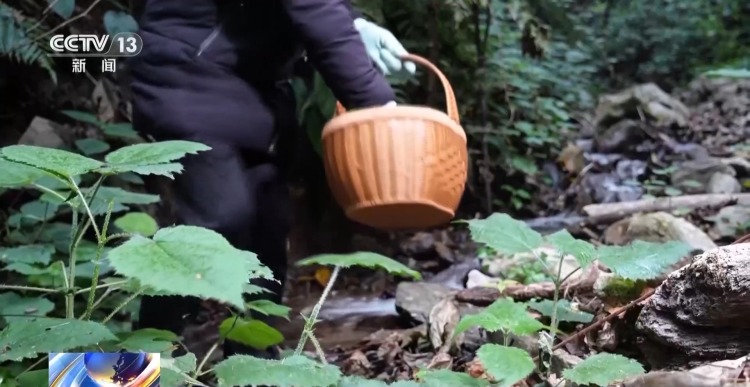 又到春菜上市季 跟着镜头去各地品尝“春味”