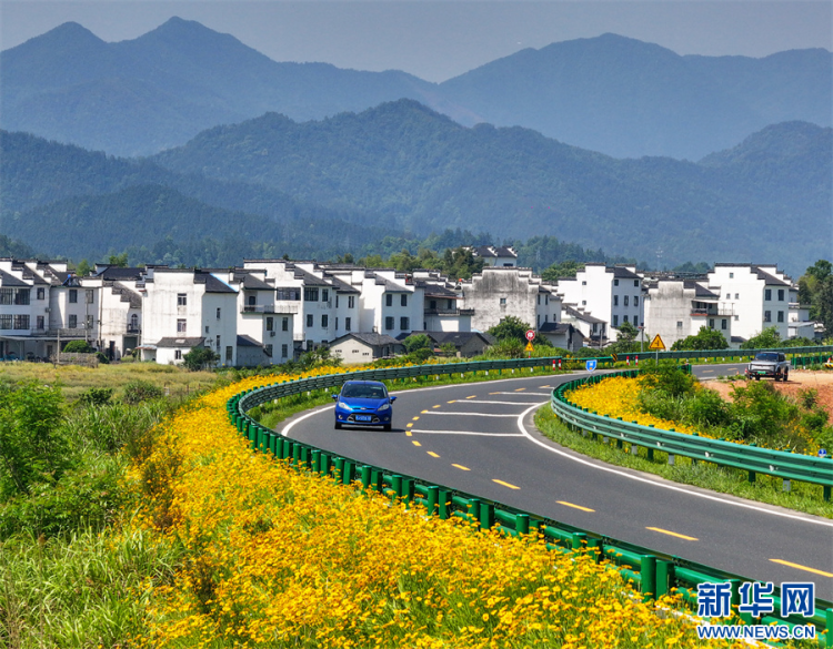 安徽休宁：一路芬芳一路景