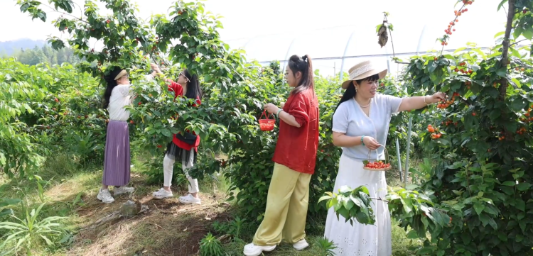 黄山市徽州区：立夏至采摘游火热 农旅融合绘就乡村新图景_fororder_瓜果图片1