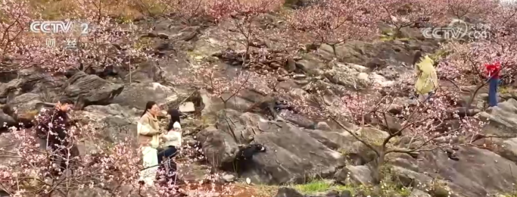 “好颜值”扮靓赏春消费 春日画卷引客来文旅市场暖意浓浓