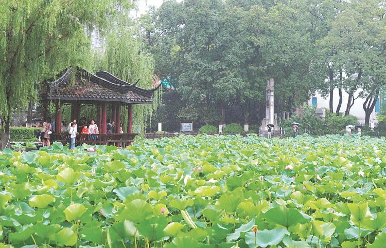 安徽合肥：夏日赏荷正当时