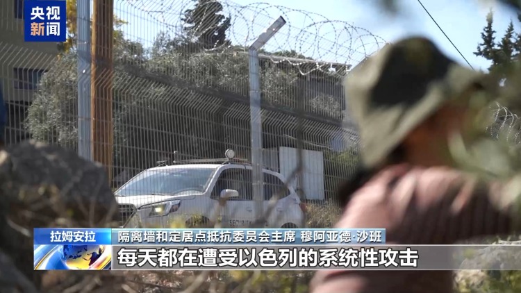 一周超150起袭击 约旦河西岸橄榄采收季变成“最危险”季节