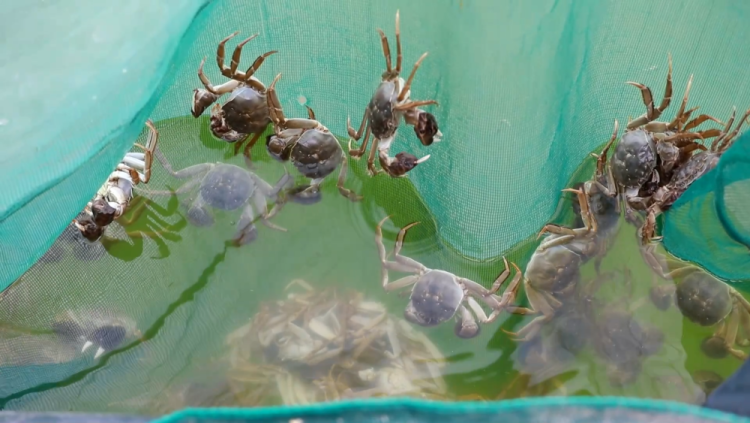 甘肃定西：黄土高原蟹满塘