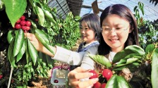 樱桃采摘甜蜜蜜