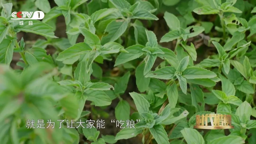 多种粮、种好粮的他被授予“时代楷模”