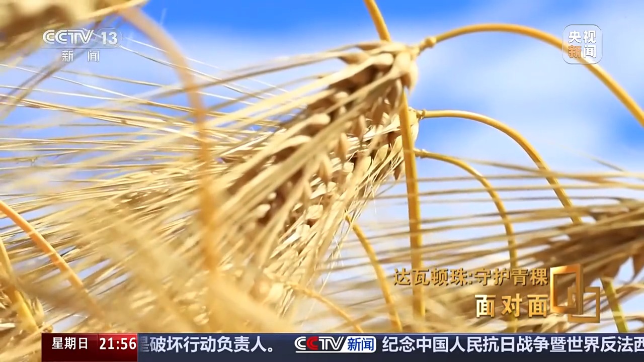 面对面丨青稞为何要保留延续四千多个品种？解码“西藏粮仓”密码 - 国际在线移动版