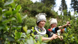 美丽中国南山行丨绿水青山 滋养金字品牌